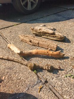 Amazing Driftwood Lot 