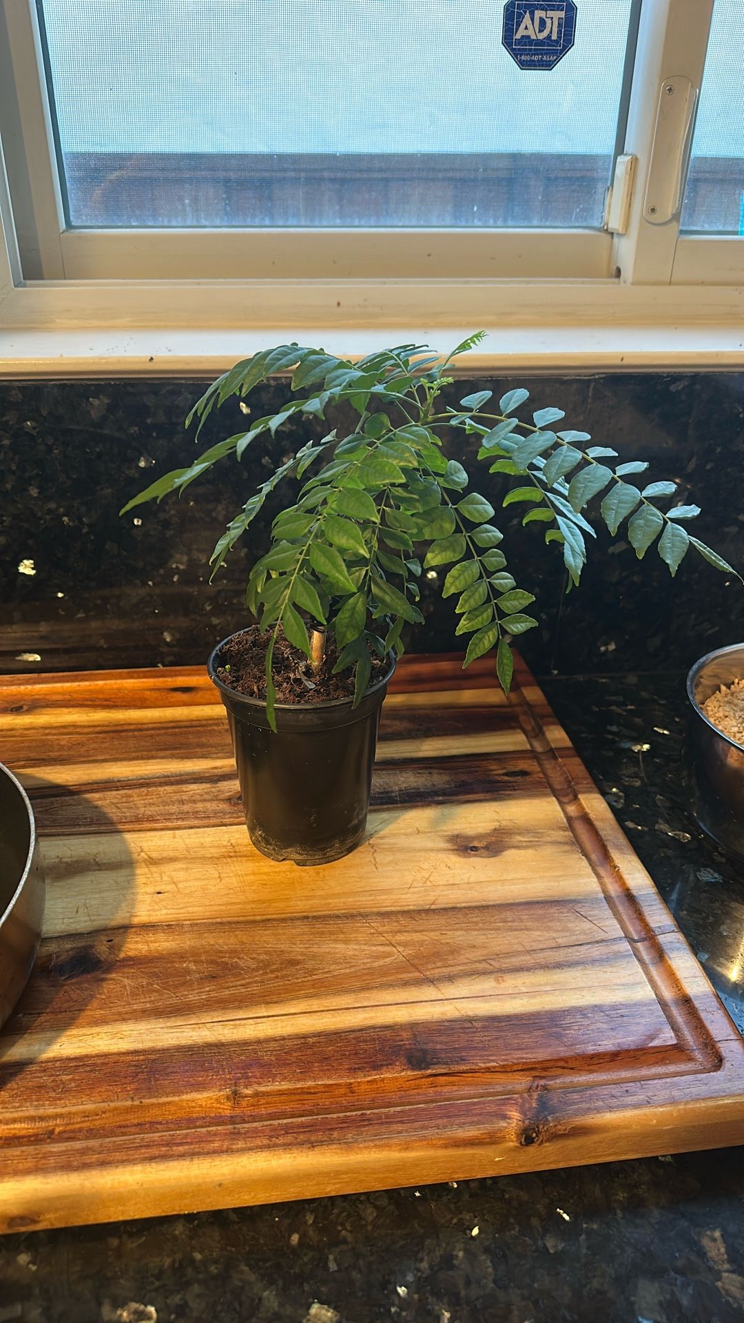 Curry Leaf Plant