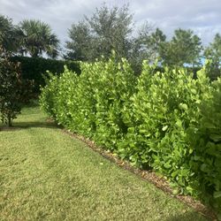 Clusias Perfect For Privacy