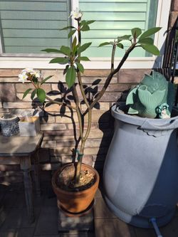 White plumeria (about 5ft)