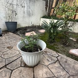 Beautiful Small Rosebush