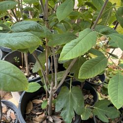 Atemoya Tree With Cherimoya Branch