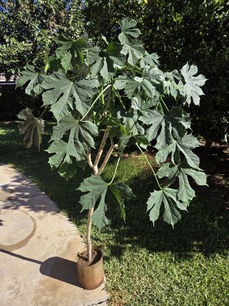 Chaya Plant Medesinal 