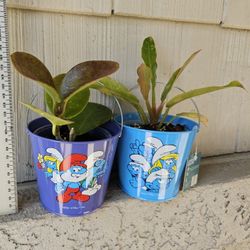 Hoya Australis, Philodendron Ring Of Fire Plants In Smurfs Buckets
