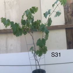 S31- Kyoho Grapes Vines Tree 巨峯葡萄樹