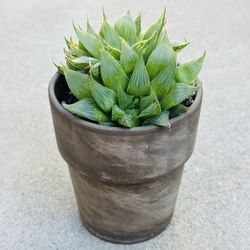 Succulents plants 🪴 