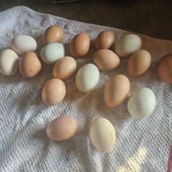 Farm Fresh Organic Eggs