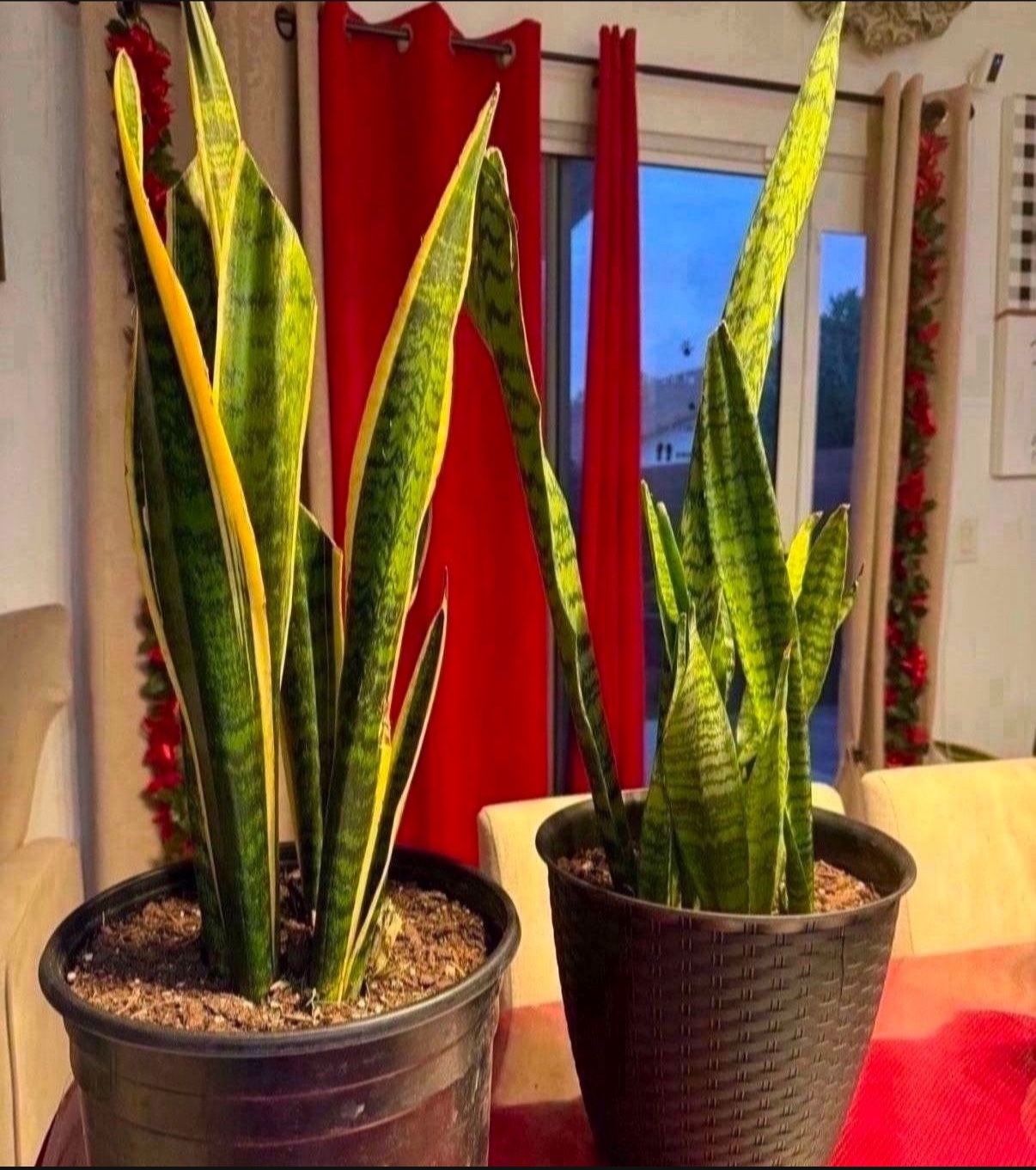 Healthy Snake Plants 25$ Each-Southwest Area Next To IKEA 