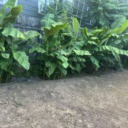 Banana Plan 4 Sale 