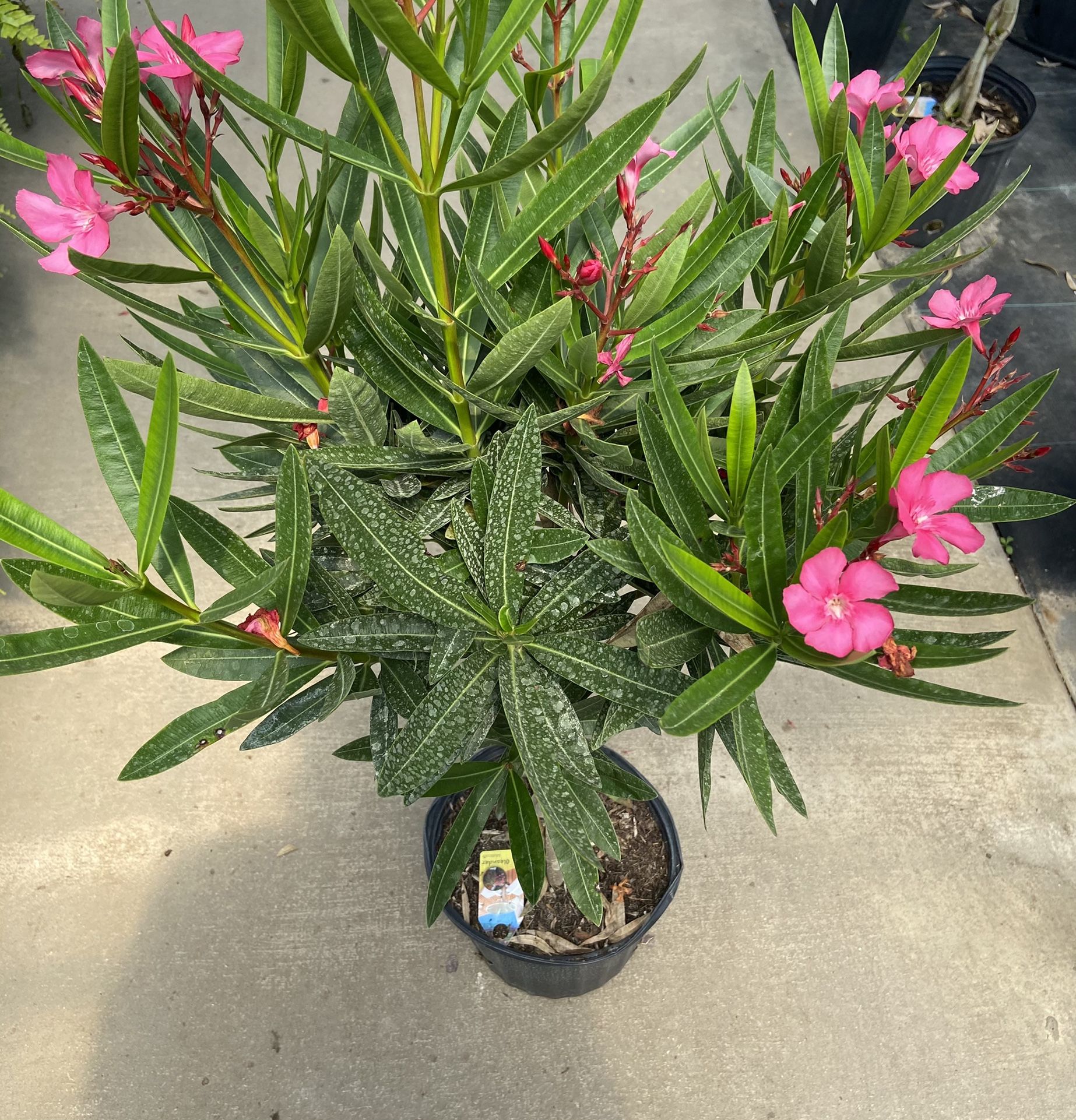Oleander Topiary Tree