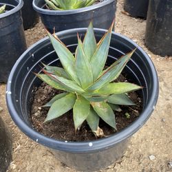 Agave Blue Glow