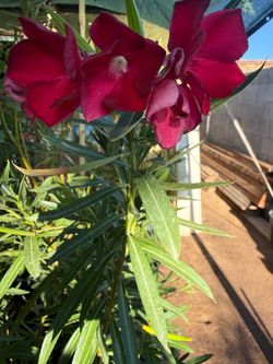 Red Oleamdres Or Laurel Plans 5F The Tall $30 Each Price Firm