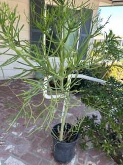 Fire Sticks Succulent