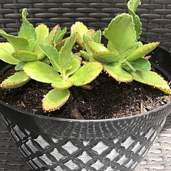 Mother Of Thousands Succulents, native of Madagascar 