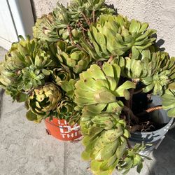 Mountain Flowers, $5 Each Branch ( Can Plant In Front Yard/back Yard) 