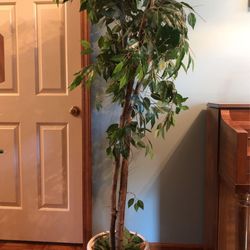 Ficus Tree (faux)