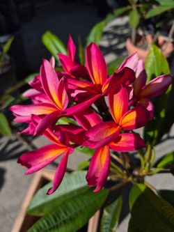 Jeannie morang  plumeria
