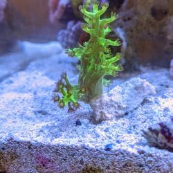 Coral Frag: Green Kenya Tree