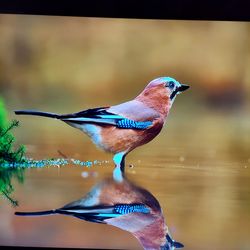 Samsung 65" Crystal UHD 4K Smart TV UN65TU700D