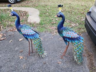 Outside Peacocks 