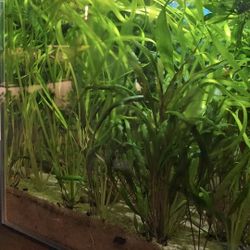 Aquarium Plants