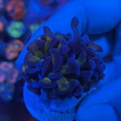Tiger Reverse Hammer Branching Indo Coral