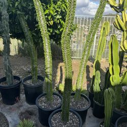 Large Madagascar Ocotillo Plants 