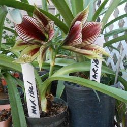 Rare Green And Purple Maribel Amaryllis 