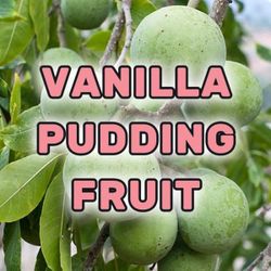 Grafted white sapote tree aka vanilla pudding fruit, 1 gal