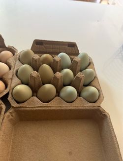 Fresh Farm Eggs