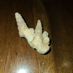 Fossils Of  Turritella And Nautilus 