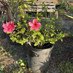 Pink hibiscus