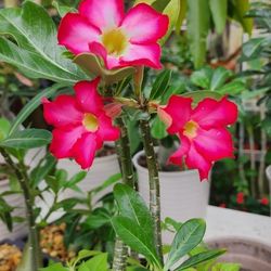 Desert Rose's 