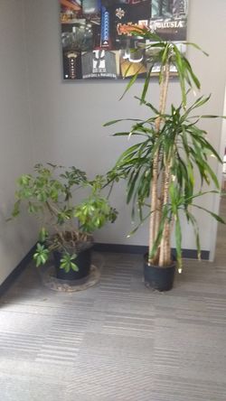Plants for sale