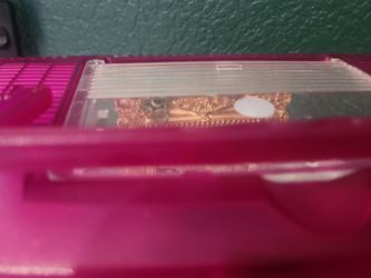 Regal jumping spider enclosure.