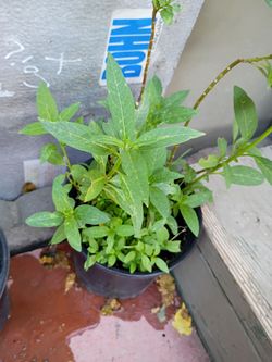 Tropical Mexican milkweed plant