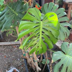 Monstera Deliciosa Mature Plant
