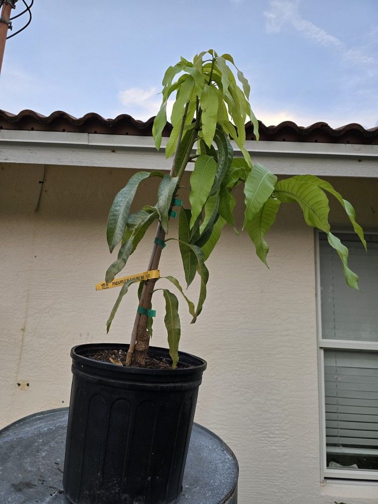 Pineapple Pleasure Grafted Mango 3 Gallon