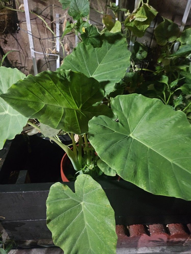 Beautiful Plant In 5 Gallon Pot