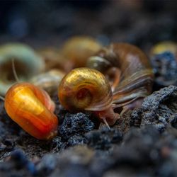Ramhorn And Bladder Snails