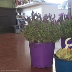 2.5 gallon pots of lavender plants