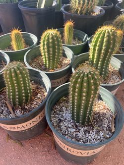 • Cactus • Trichocereus grandiflora • Sun Goddess