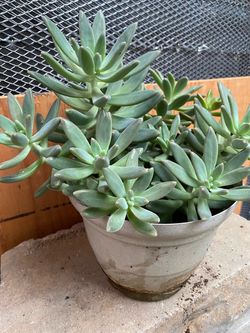 Succulent Plant