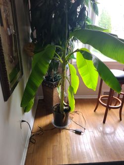  green banana plant for sale