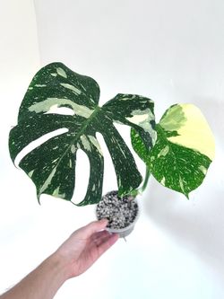 Monstera Thai Constellation