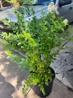 Crapemyrtle white/blanco