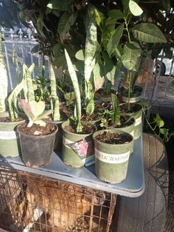 Tengo Plantas Para Vender A $5 Dólares Y A $10 Dólares Aguacate Lengua De Suegra Guamuchil Planta De Sombra