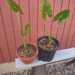 Plants Elephant Ears $7 Each/Cada Una In Donna Inside The City Not Far From Old 83