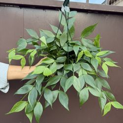 Big Hoya Polyneura In 6” Pot 