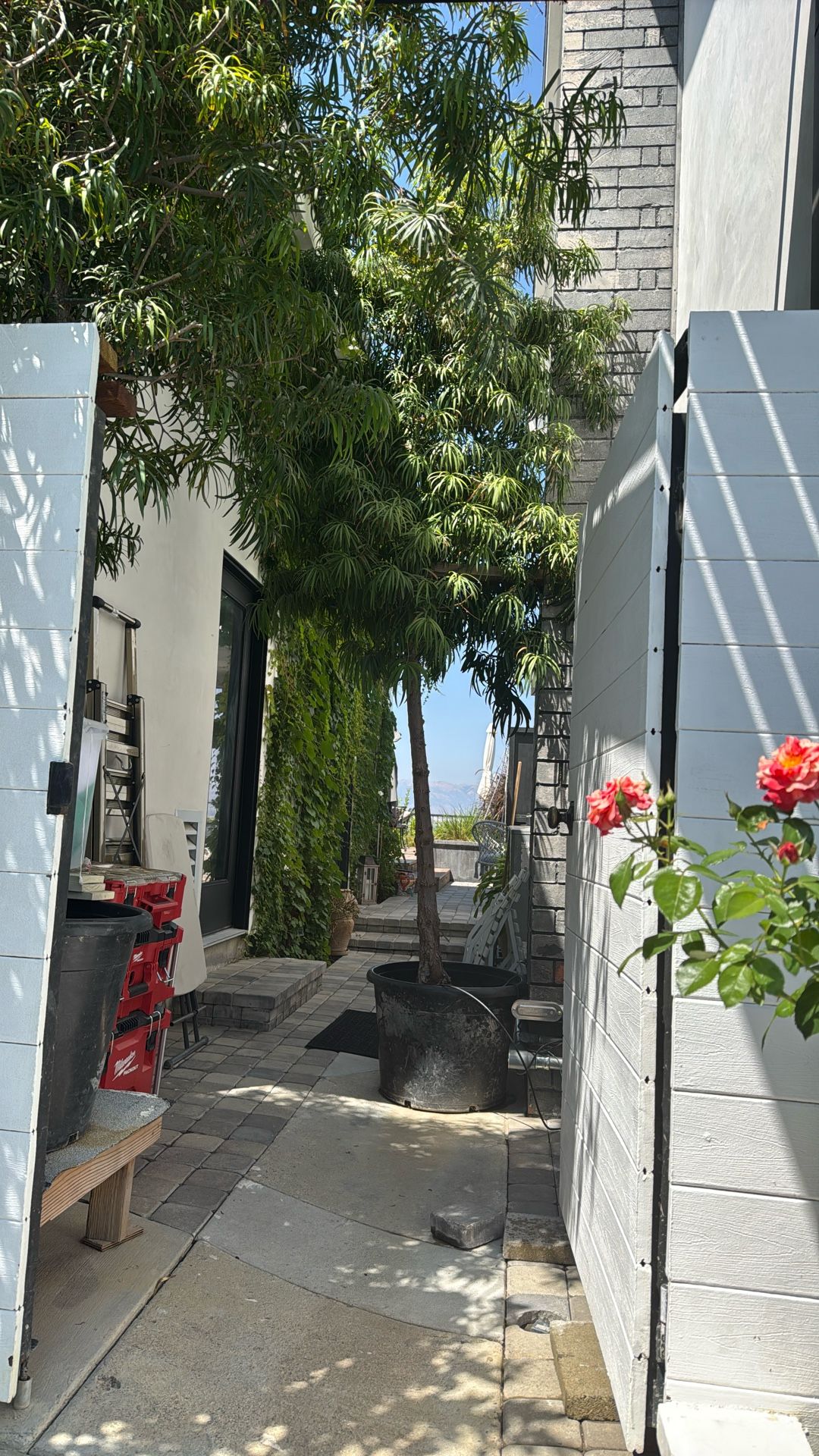 Podocarpus Hedge Trees